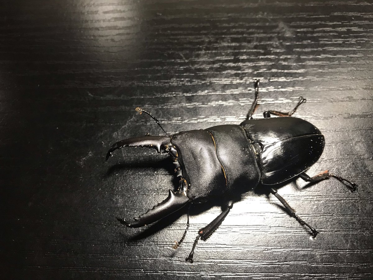 official_insect's tweet image. 即売会戦利品②

@cafe_suzunari さんより

イキヒラタ　♂73mmup

#Dreamchaser
#クワガタ