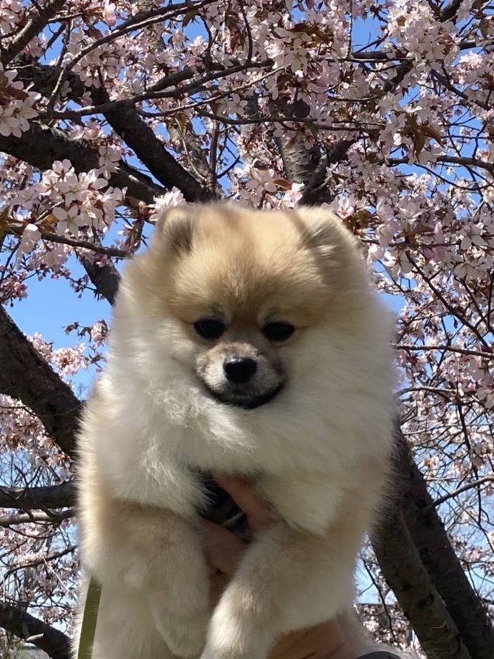 ポメ吉 (@pomekichi065) / Posts / X