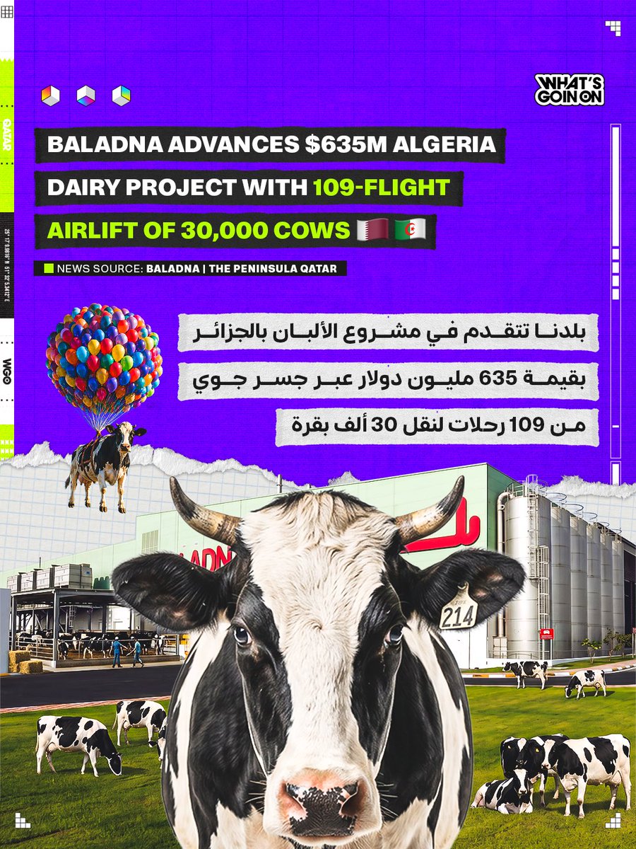 wgoqatar's tweet image. Baladna advances its Algeria dairy project with agreements exceeding $635M, alongside a major 109-flight airlift transporting 30,000 cows to support production and food security. 🐄✈️

#DairyIndustry #FoodSecurity #Agriculture #QatarBusiness #GlobalProjects