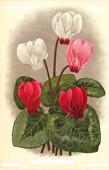 Yâr-i gâr tweet media