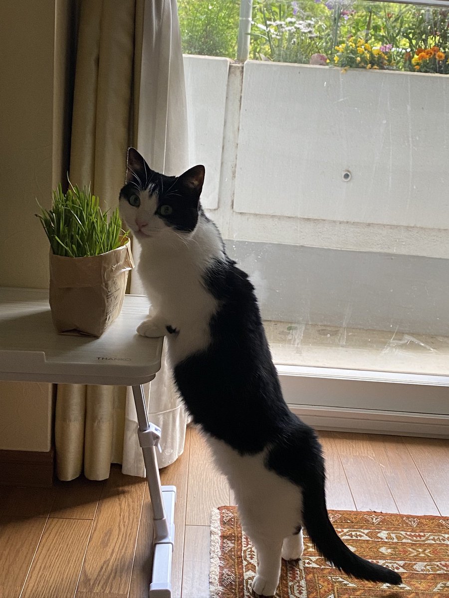 secilia2010@猫のお守り tweet media