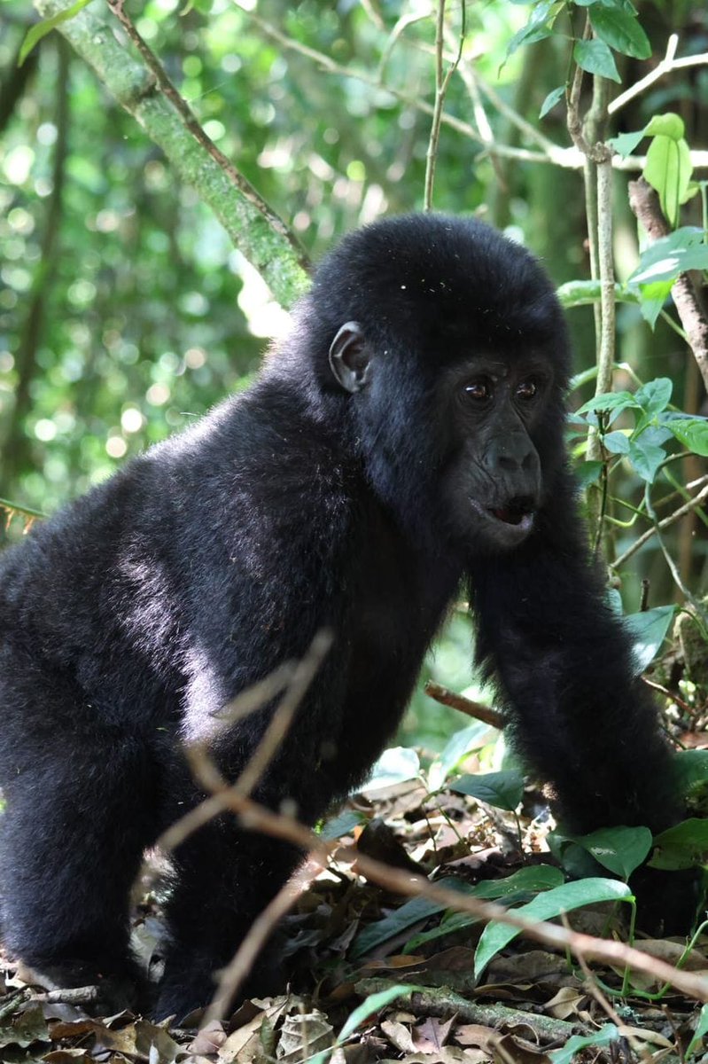 Lambula Wild Adventures Ug tweet media