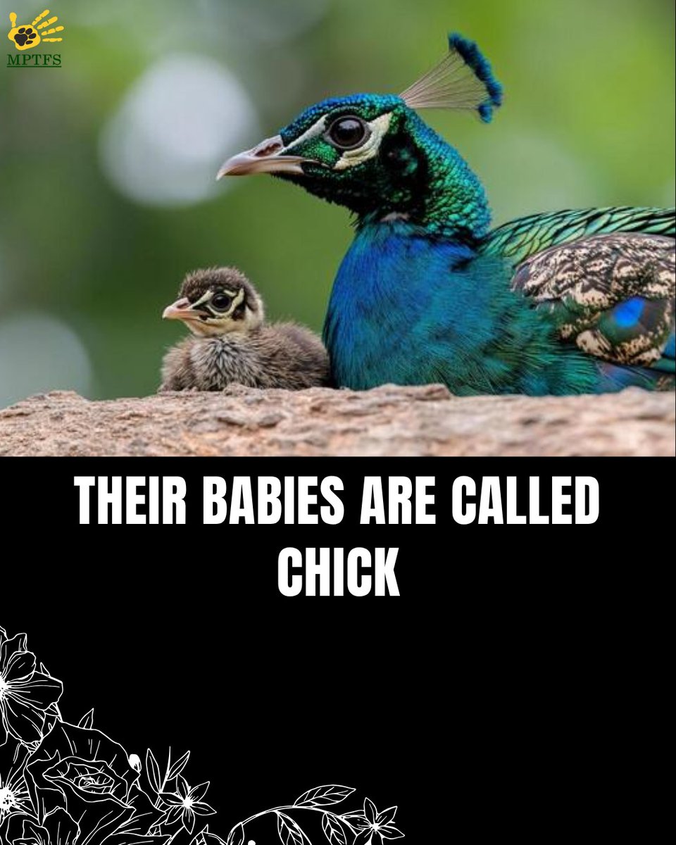 mptfs's tweet image. ....Swipe through and see how many you already knew.

#infomativepost #babyanimals #knowledgeablepost #wildlifeeducation #mptfs