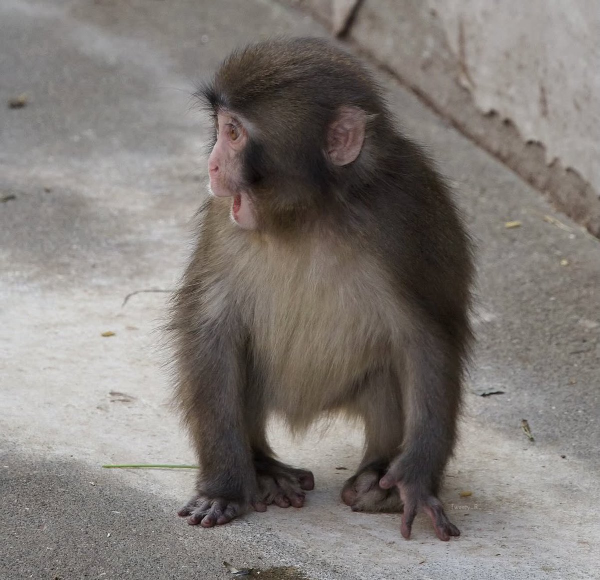 แสงจันทร์ยอมแพ้🥀 tweet media