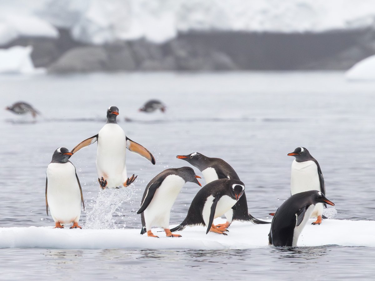Happy #WorldPenguinDay! If you're not this excited, try again. 🥳

📸: Andrew Peacock

#gentoopenguins #penguin #wildlife
