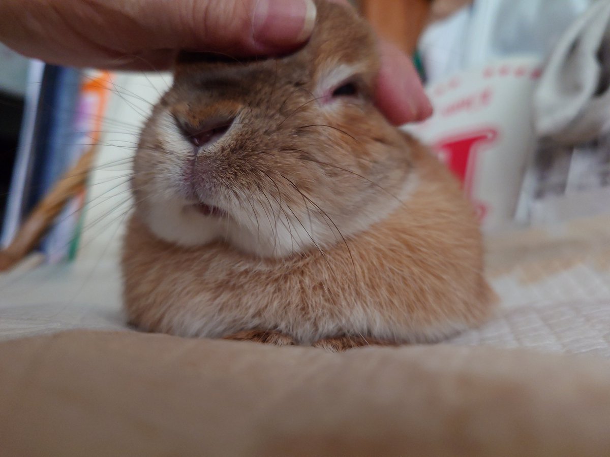 居ない暮らしは考えられないけど。。。。ご飯食べなかったり、しんどそうだったり見てるともう辛くて仕方ない。。。。。