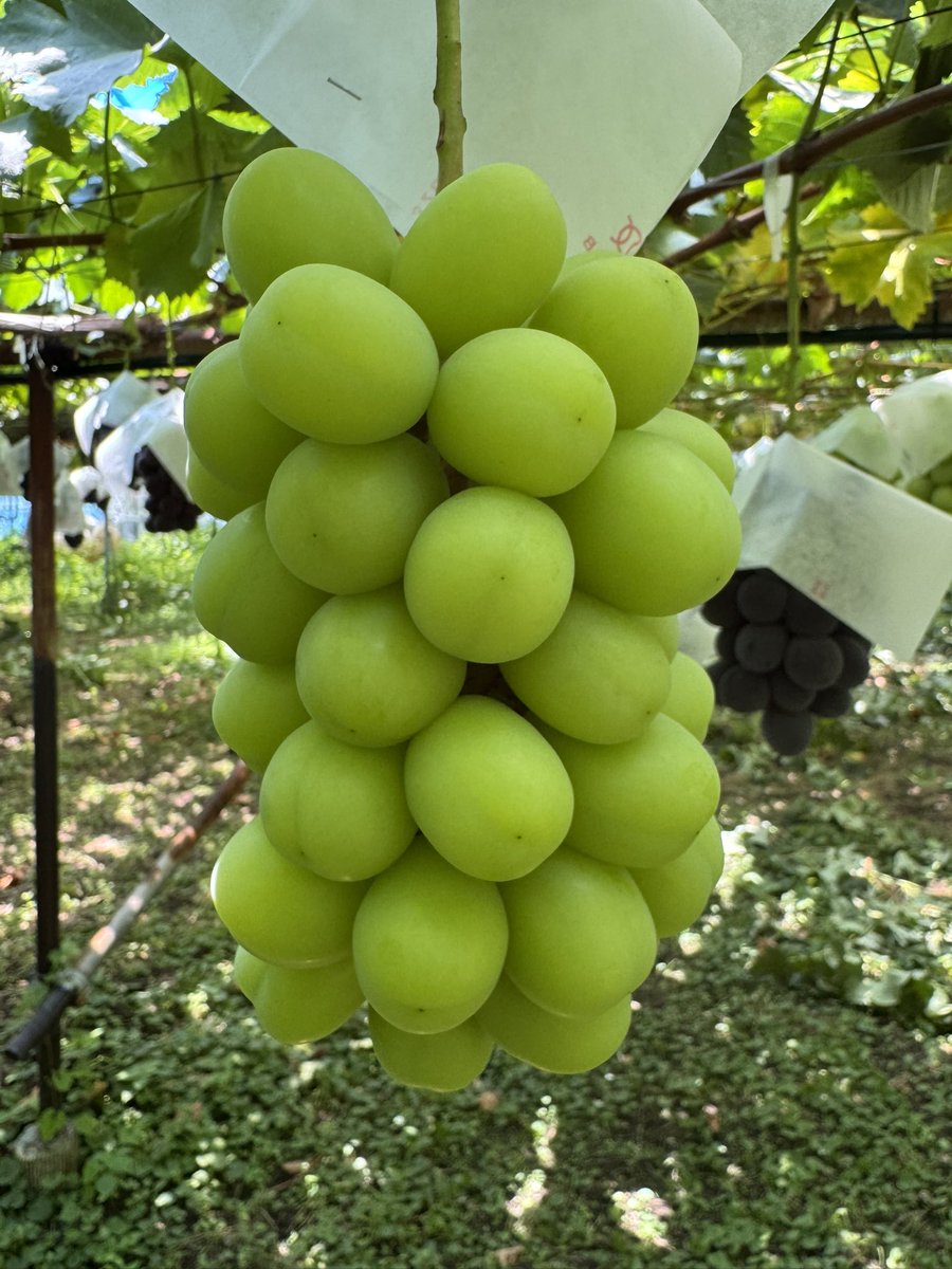 🍇💎信州須坂 ぶどうの宝石箱💎伊藤ぶどうファーム３代目🍇エース🍇 tweet media