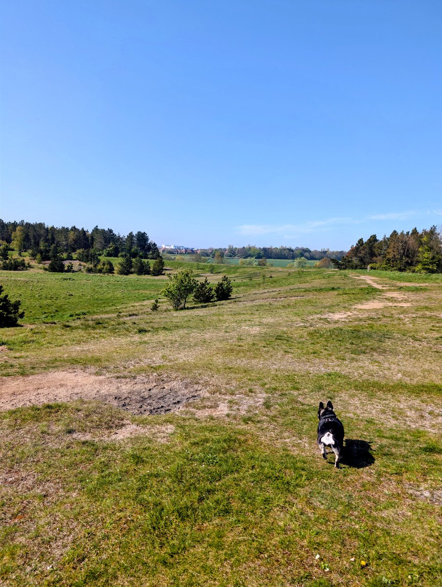 RayC1945's tweet image. When you are 2.5 miles away from your front door and there is only you and the dog!!
Has Trump gone and been and done it already??
Is Howe still in a job??
Will we get anything at Arsenal??
Who cares???
#dog #walkies #bliss #NUFC #Northumberland #perspective #lovelife