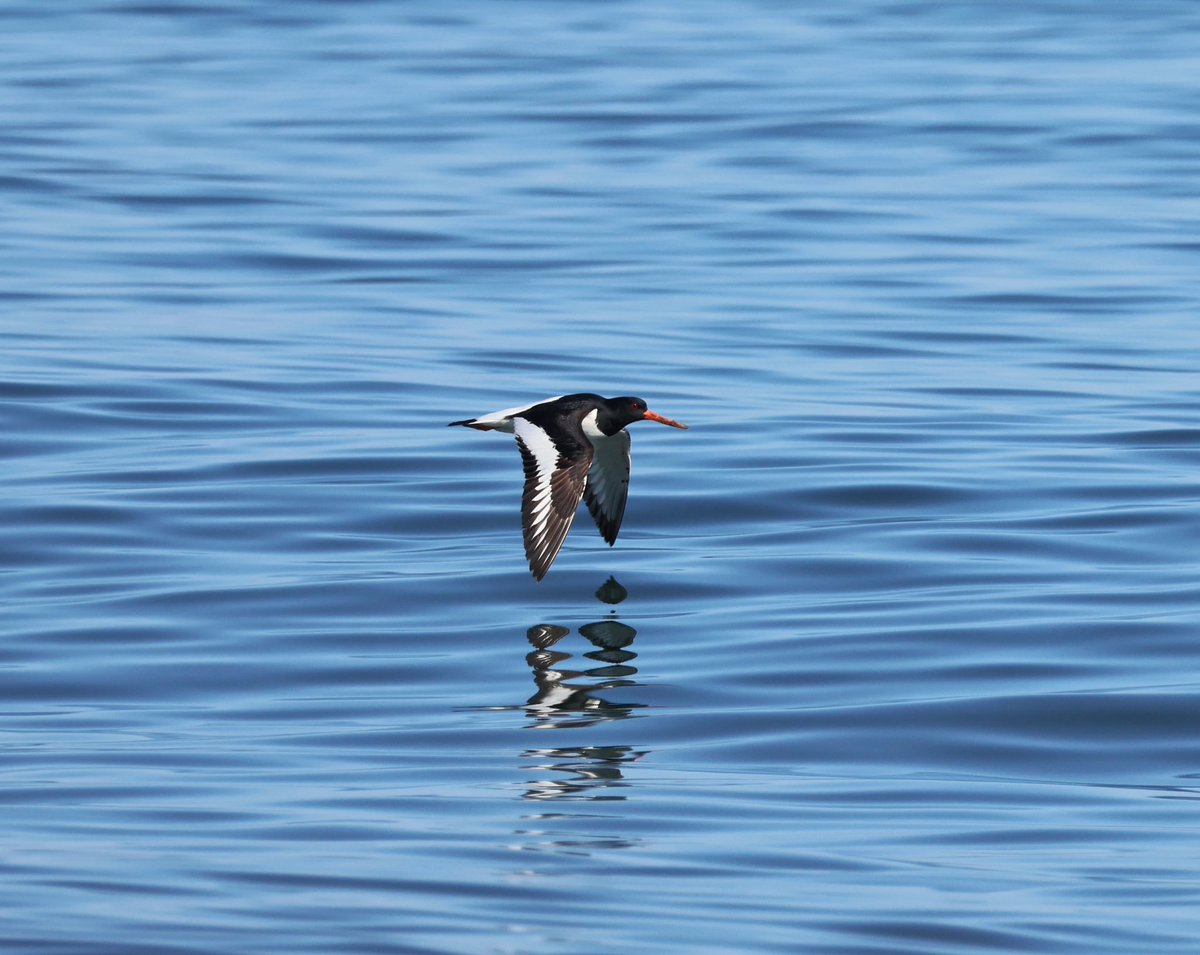 sedasrgnc tweet media