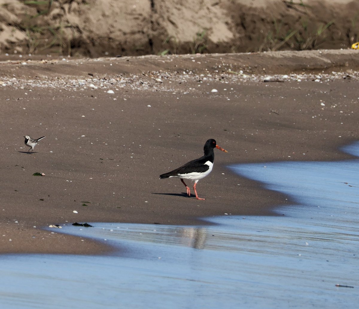 sedasrgnc tweet media