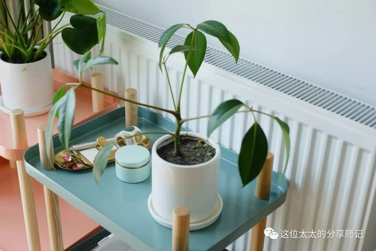 MTGuesthouse tweet media