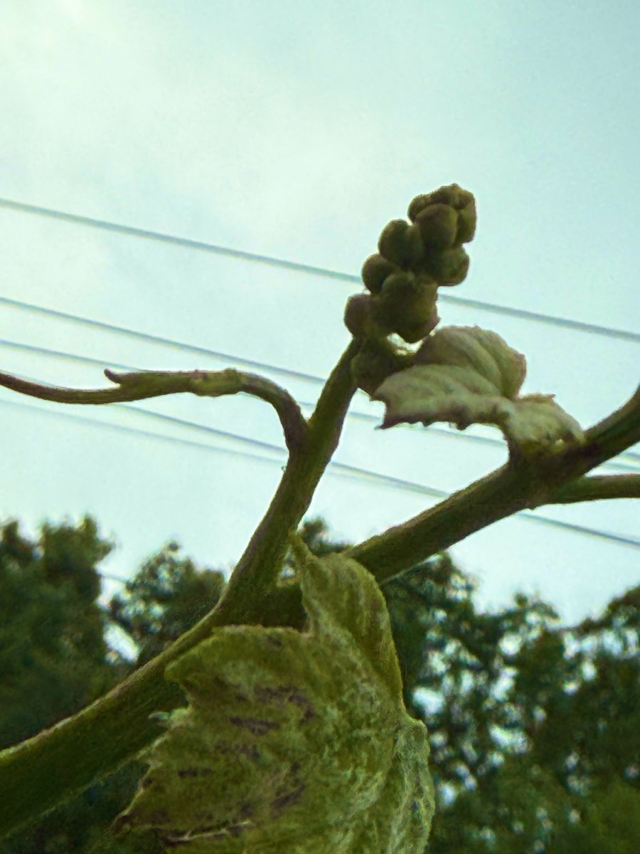 keimogan tweet media