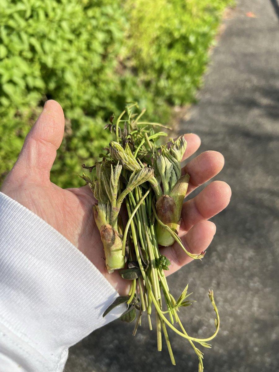 あげは tweet media