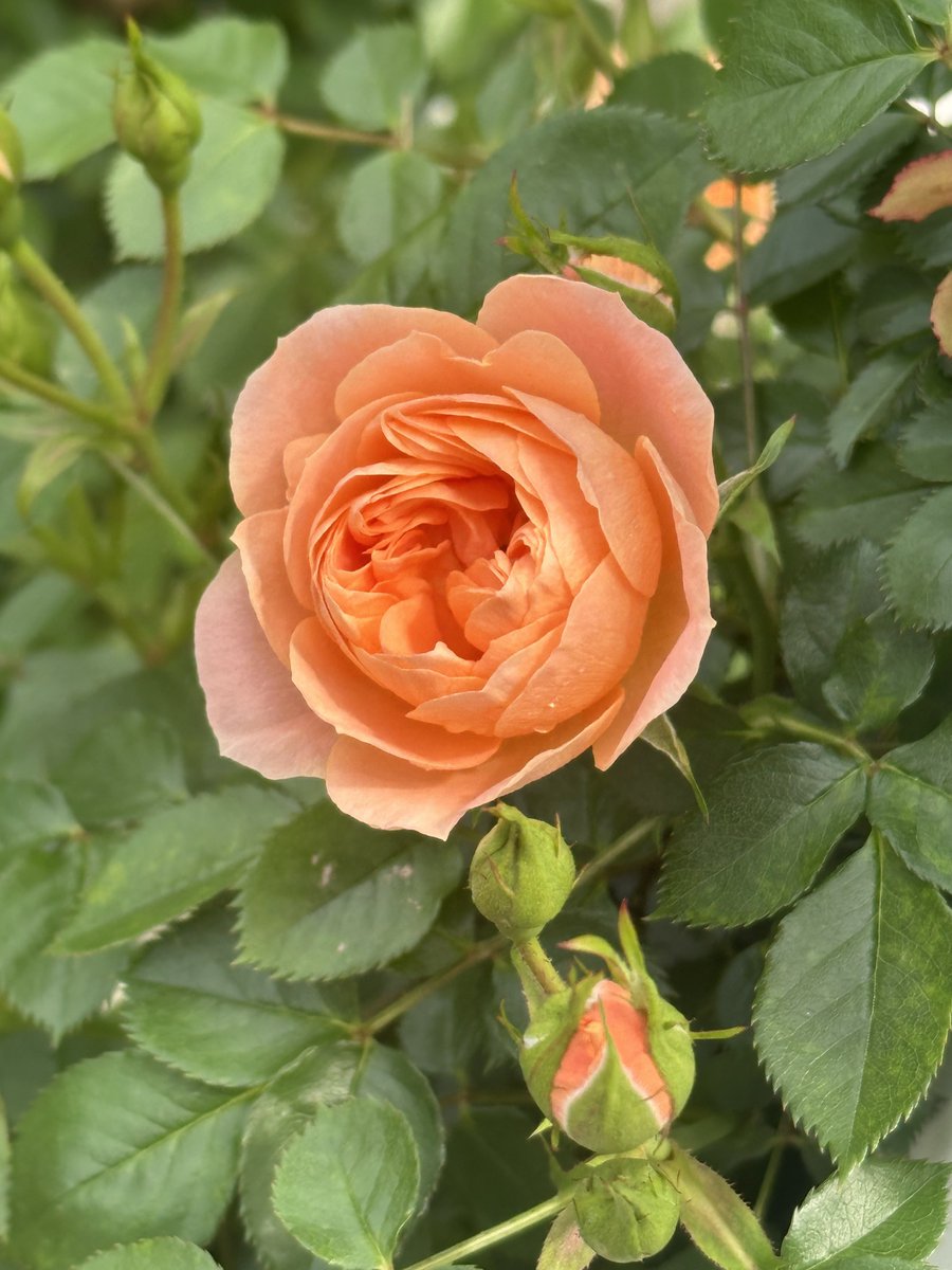 🐈‍⬛黒猫のん＆ライヤ🐈 tweet media