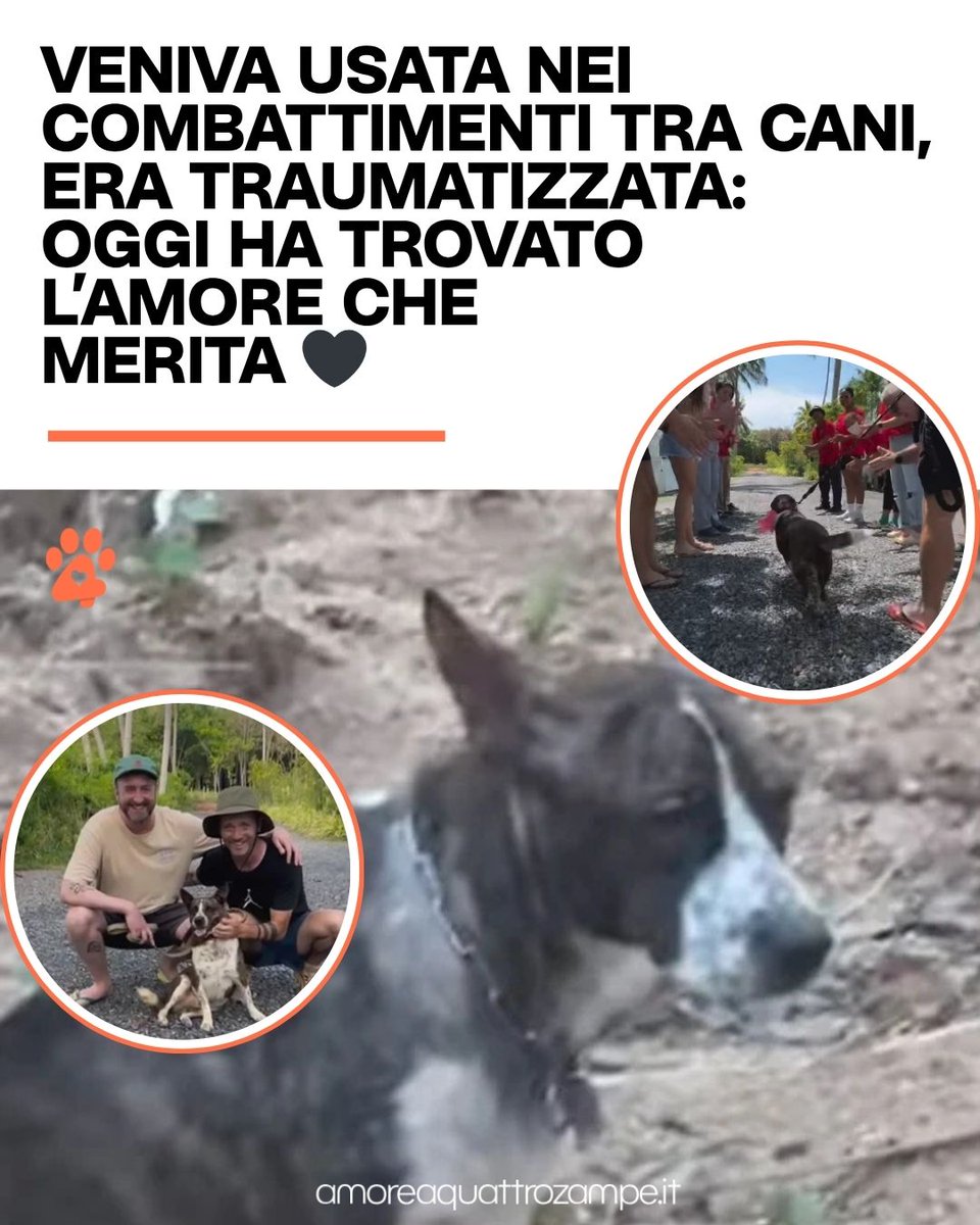 AmoreAQuattro Zampe tweet media