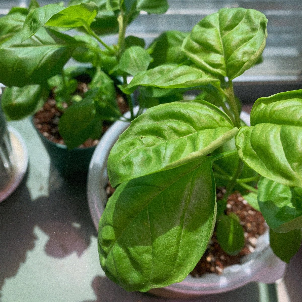 새벽산책 tweet media