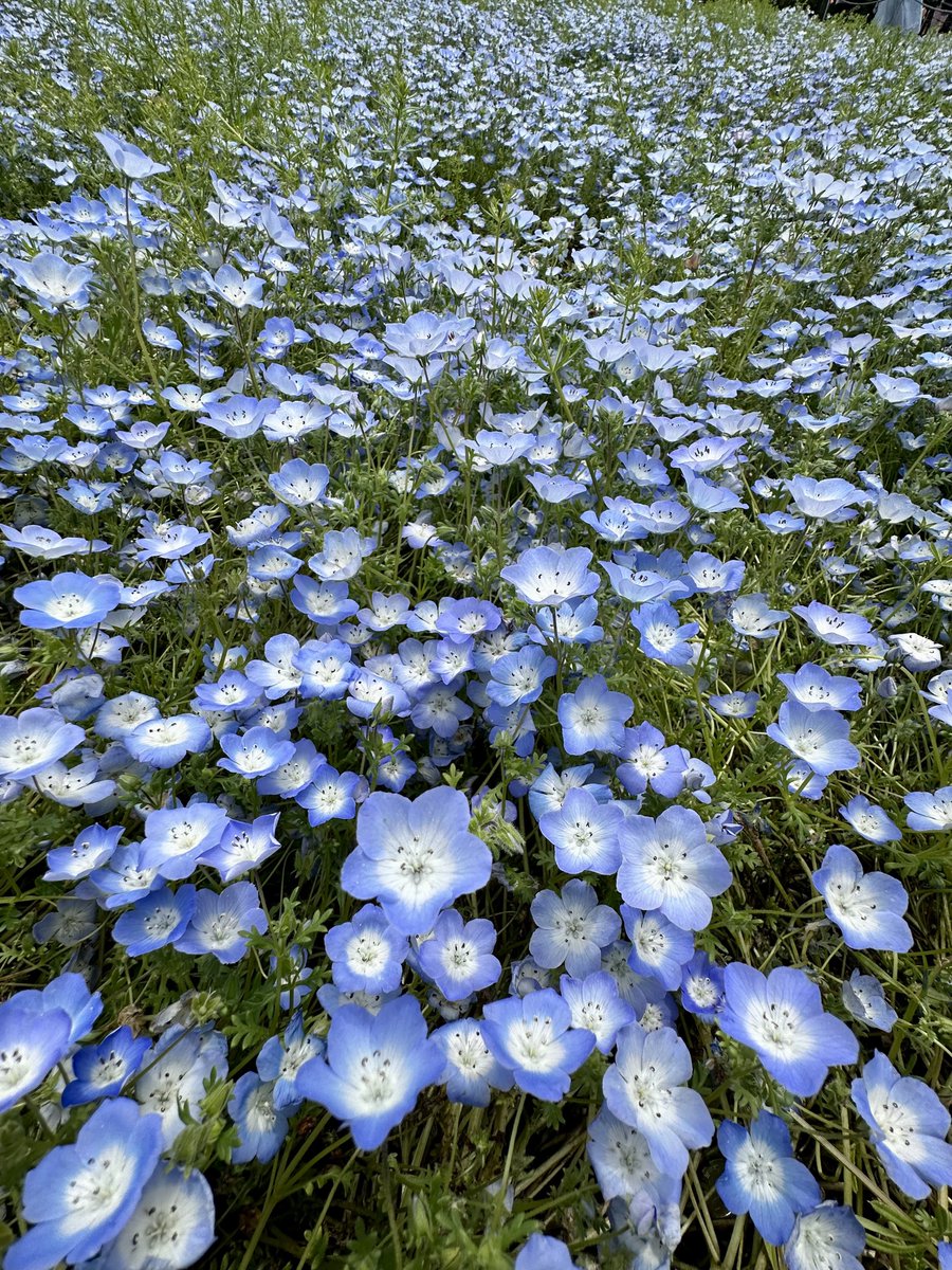 🐈‍⬛黒猫のん＆ライヤ🐈 tweet media