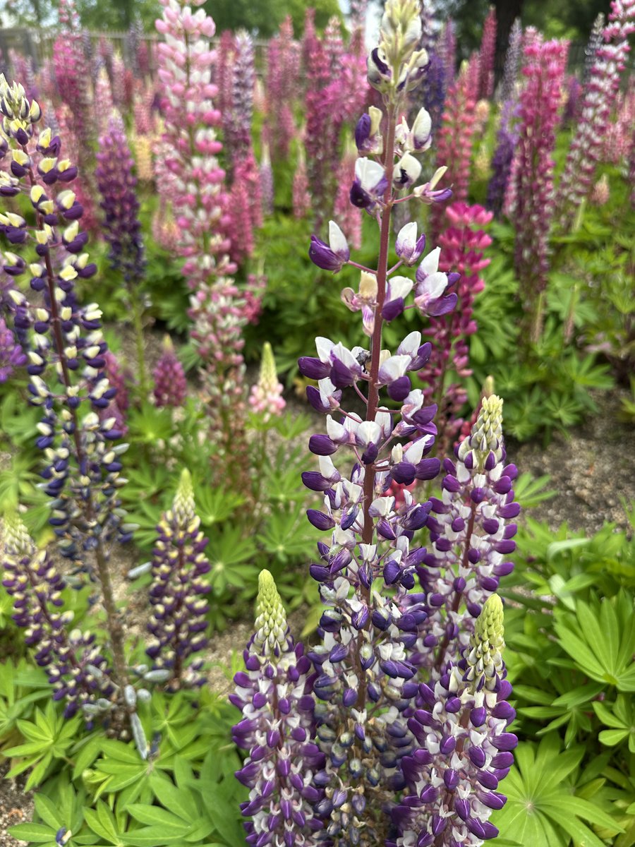 🐈‍⬛黒猫のん＆ライヤ🐈 tweet media