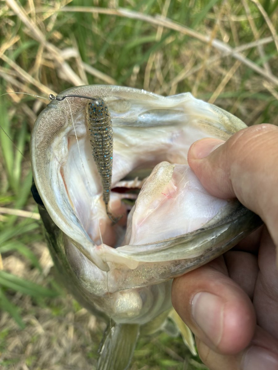 くろさば tweet media