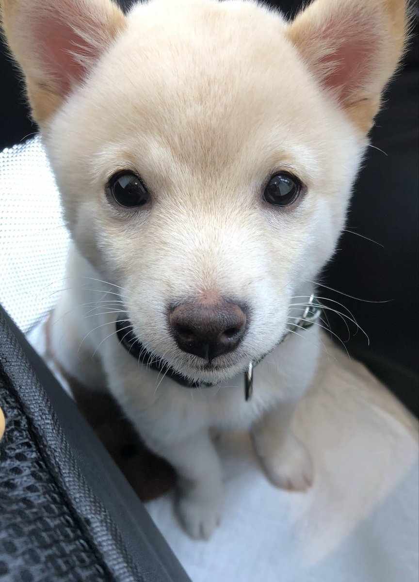 豆柴のわさび君 tweet media