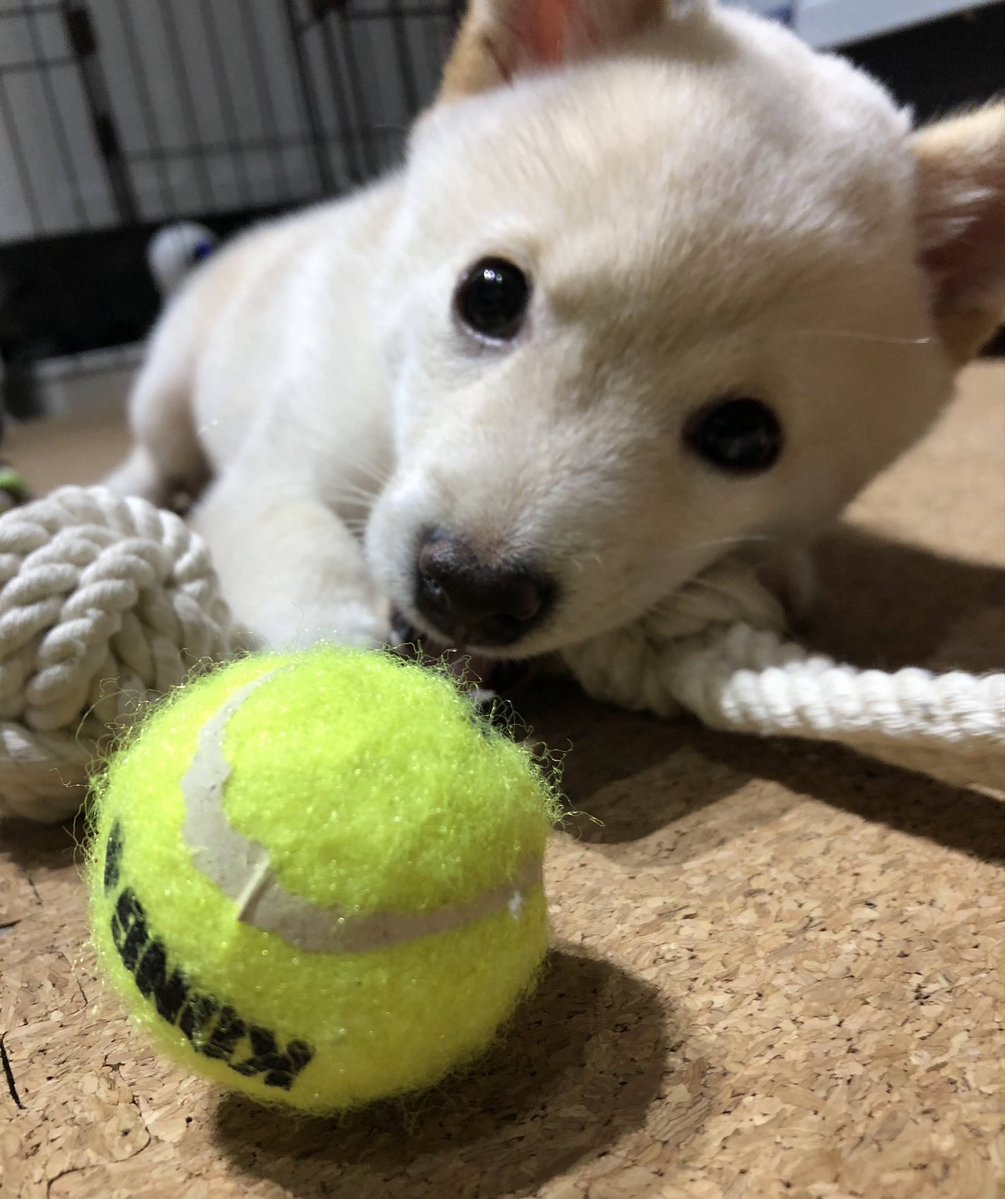 豆柴のわさび君 tweet media