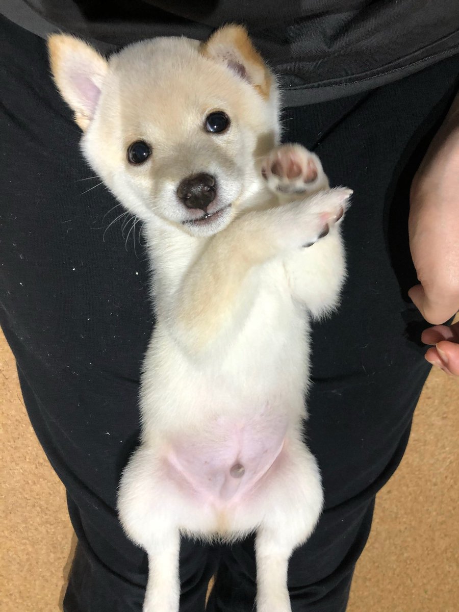 豆柴のわさび君 tweet media