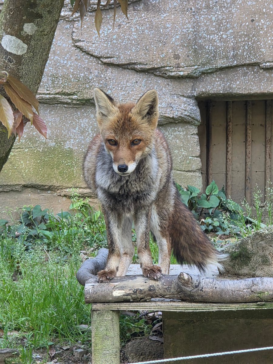 ゆみか(粉) tweet media