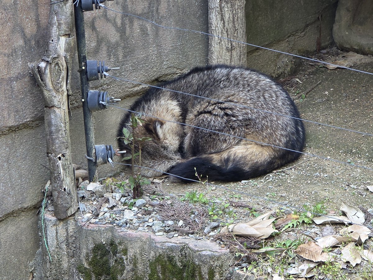 ゆみか(粉) tweet media