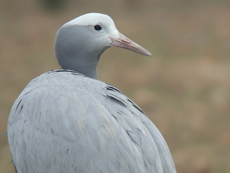 SchmittJeanTho1's tweet photo. Grue de Paradis / Blue Crane / Grus paradisea
( Afrique du Sud, Namibie, Lesotho, Botswana, Swaziland, Zimbabwe ) https://t.co/GEgWSZGUa5