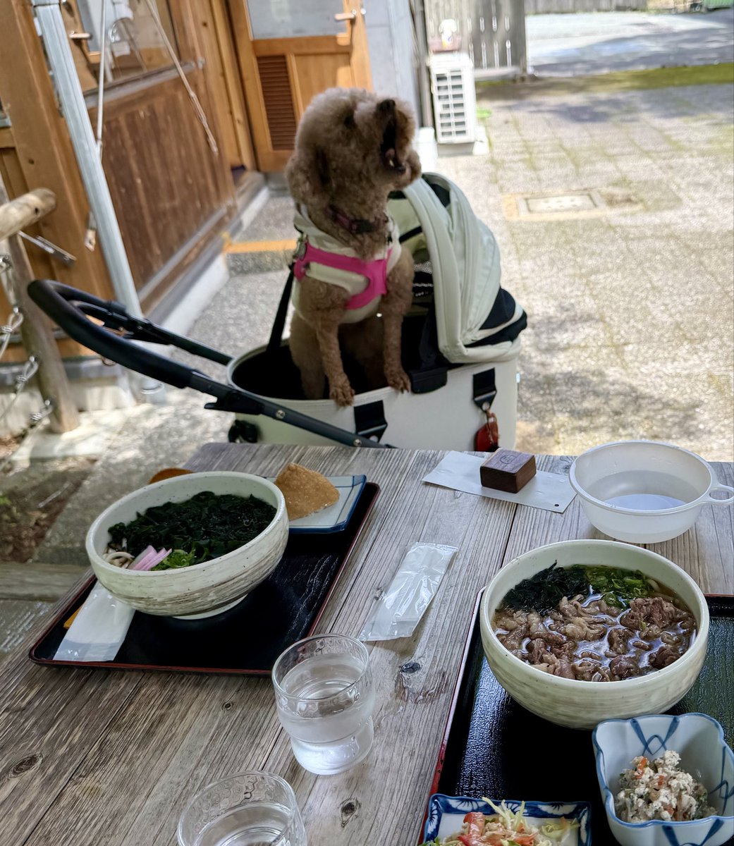 茶色の子 tweet media