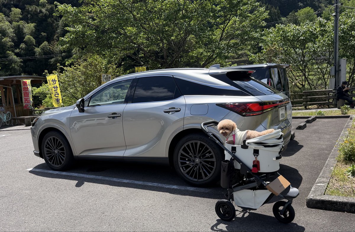 茶色の子 tweet media