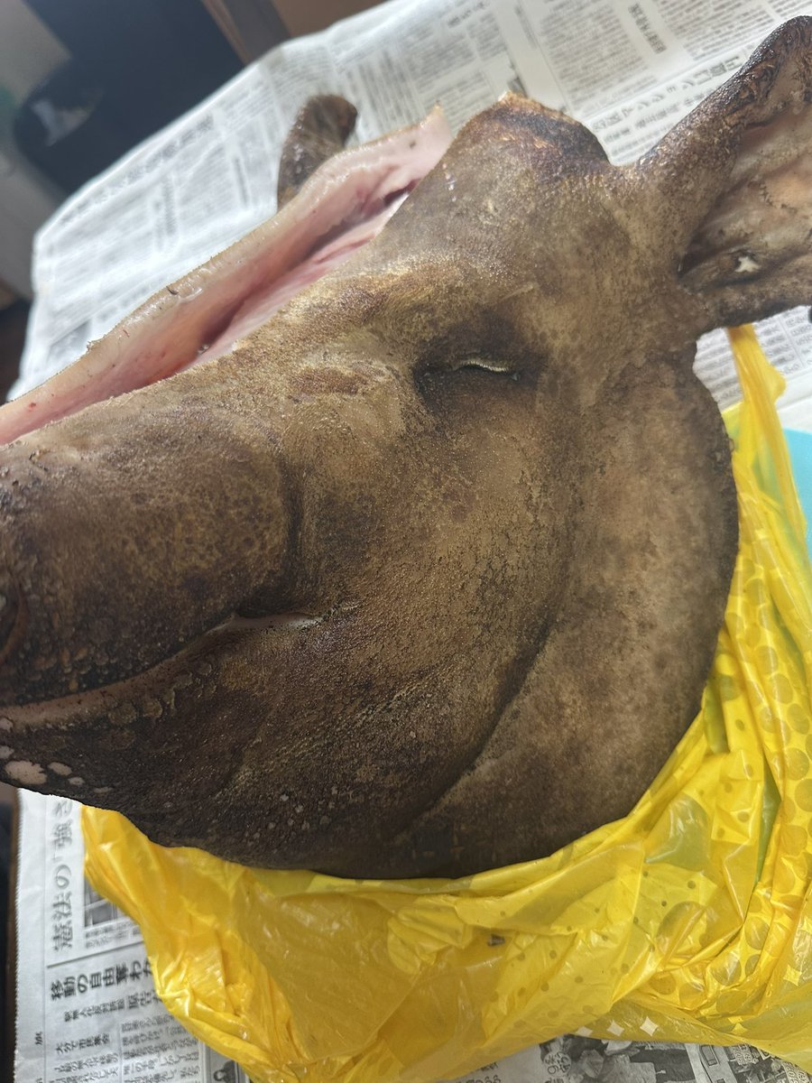 ya0104range's tweet photo. #きさくなスーパー
#木村チェーン
#豚
このデカさでこの安さはコスパ最強！
ぶー🐷 https://t.co/Bdg8n2qDnI