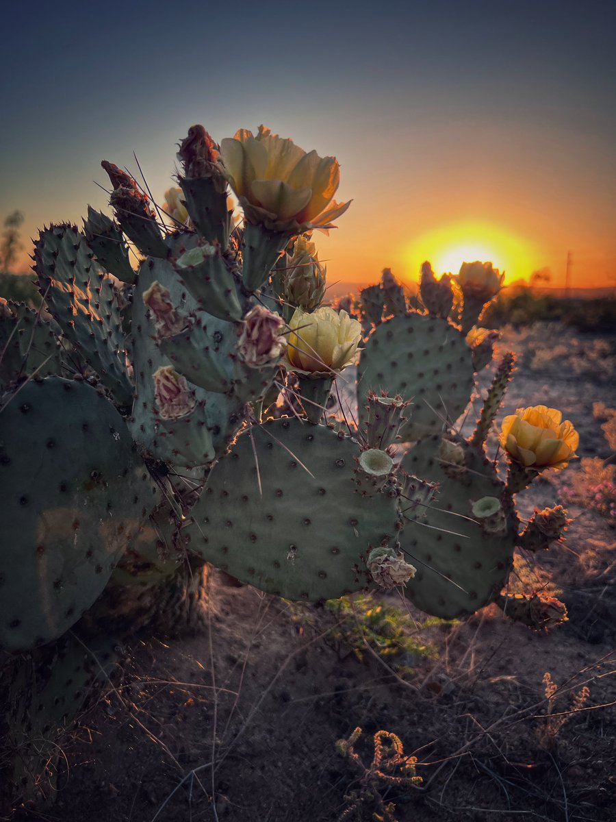 NewMexicoVibes's tweet image. Life is hard alot of the time, but nature eases.  Good night.  #NewMexico