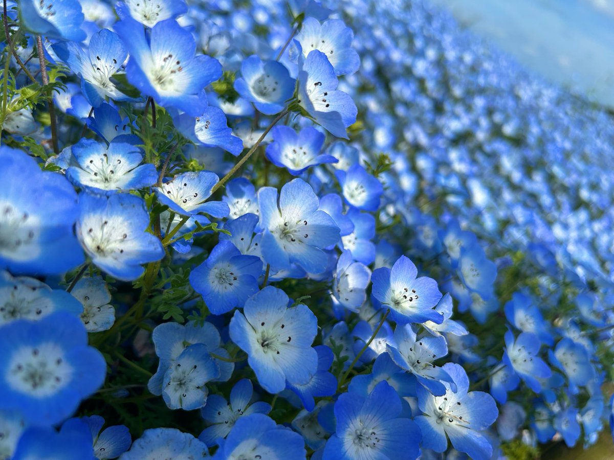 ねぎとろ tweet media