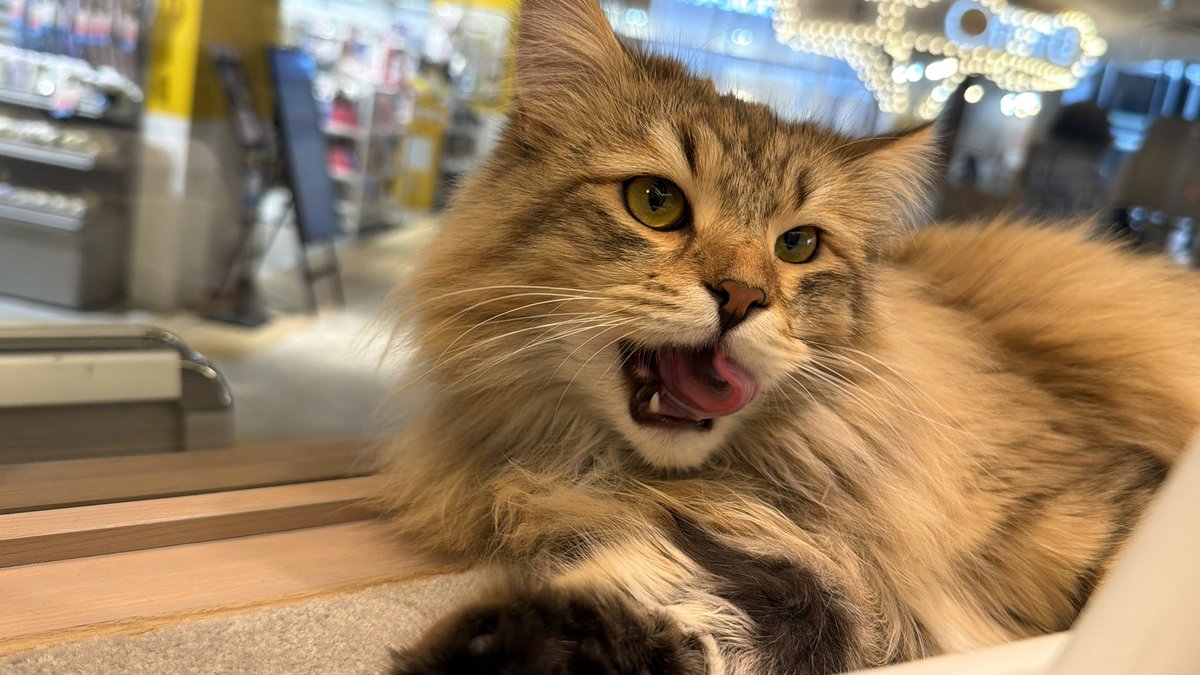 ICHIRU927's tweet photo. 推しに貢いで来た🐱

トレカコンプリート㊗️🎉 https://t.co/hPtxA1TZUE