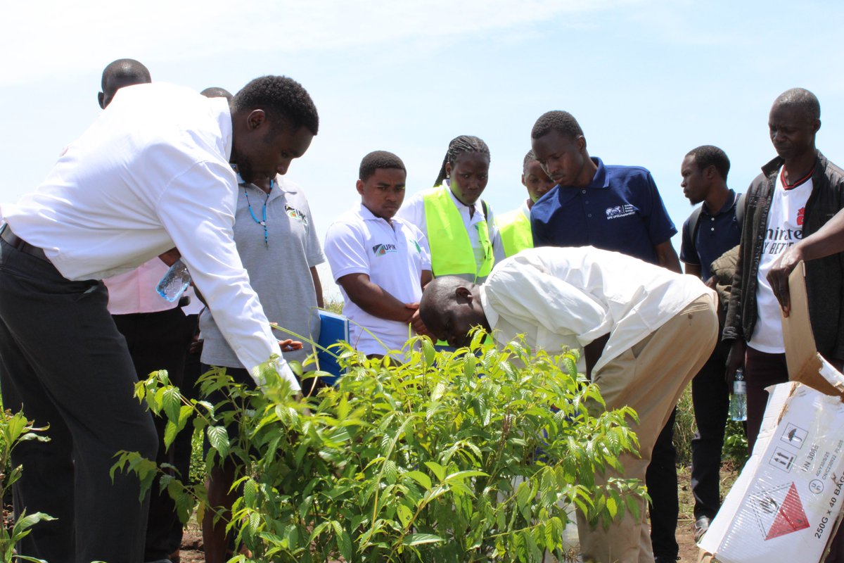 upikkigumba's tweet photo. Yesterday, the Go Green Club at UPIK carried out a tree seedling distribution to neighbouring schools as part of our commitment to environmental sustainability.

This initiative aims to promote a greener future, raise awareness on climate change, and inspire young people to take part in protecting our environment.

Together, we grow a greener tomorrow.
#UPIK #GoGreen #ClimateAction #Sustainability #PlantATree #GreenFuture