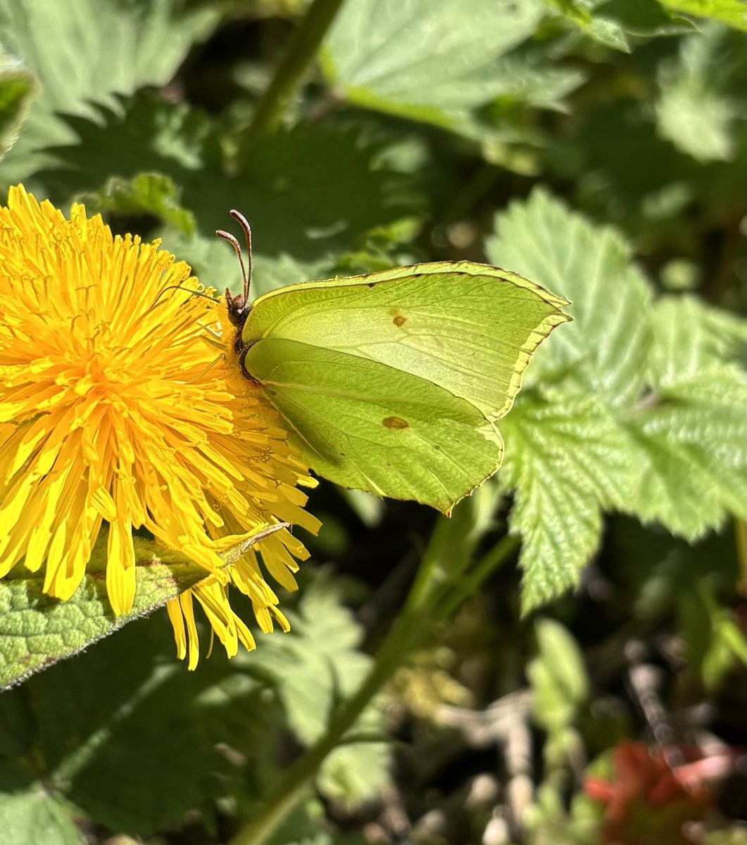 AlanEDown's tweet image. Plenty of early #butterflies about now but only where the habitat is good for them!
Brimstone and holly blue esp plentiful. 
Less so specked wood and green veined white.