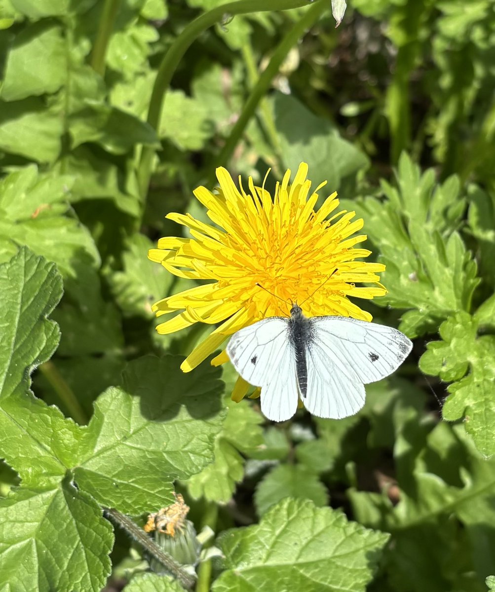 AlanEDown's tweet image. Plenty of early #butterflies about now but only where the habitat is good for them!
Brimstone and holly blue esp plentiful. 
Less so specked wood and green veined white.