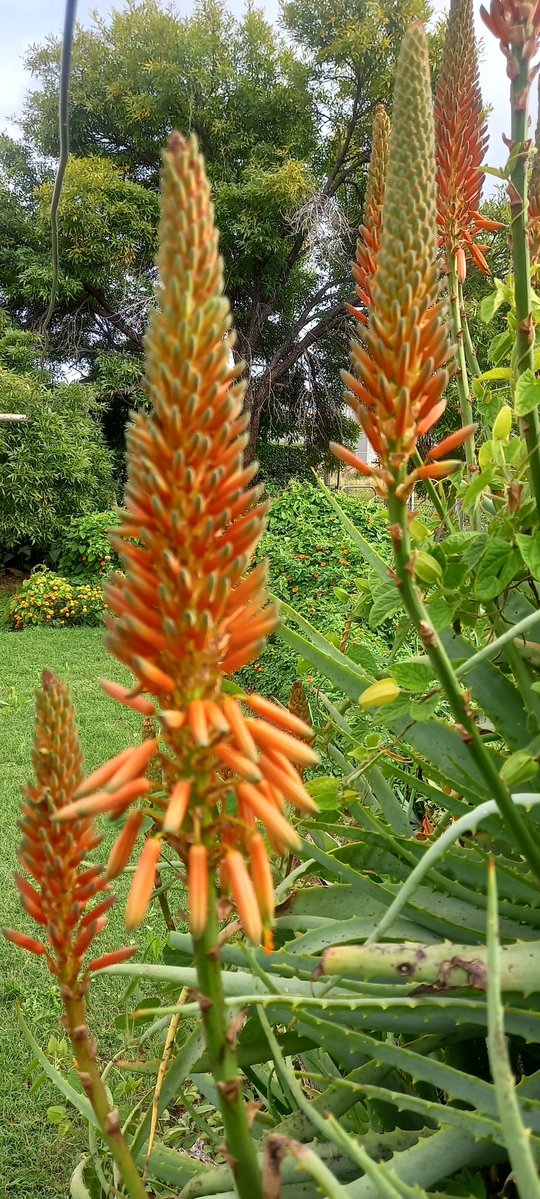 KameelHuise's tweet image. Die Herfs is hier. Die oggende is sommer fris. Die blare begin verkleur. Daar is oral nog kleur in die tuine hier by die Huise Tussen die Spore. 

#autumn #kameelhuisetussenspore #positivevibes #KameelZA #gardening #Noordwes