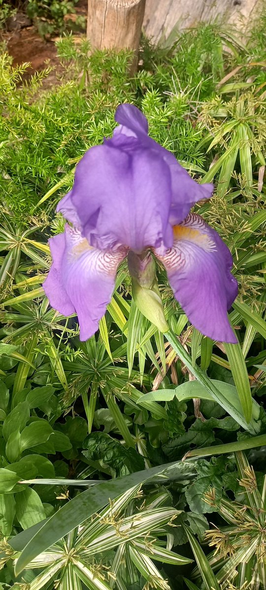 KameelHuise's tweet image. Die Herfs is hier. Die oggende is sommer fris. Die blare begin verkleur. Daar is oral nog kleur in die tuine hier by die Huise Tussen die Spore. 

#autumn #kameelhuisetussenspore #positivevibes #KameelZA #gardening #Noordwes