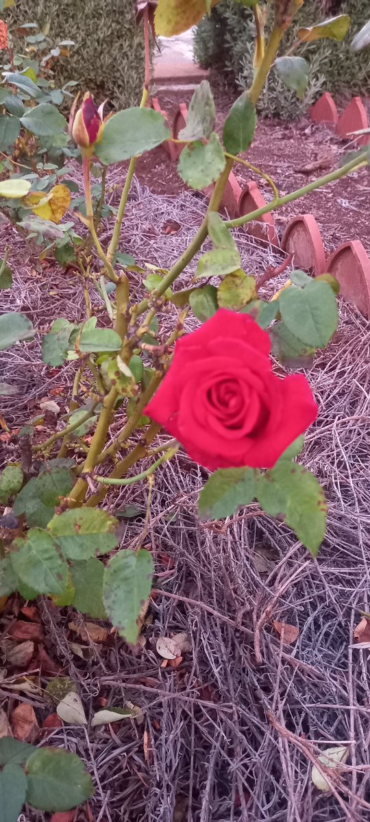 KameelHuise's tweet image. Die Herfs is hier. Die oggende is sommer fris. Die blare begin verkleur. Daar is oral nog kleur in die tuine hier by die Huise Tussen die Spore. 

#autumn #kameelhuisetussenspore #positivevibes #KameelZA #gardening #Noordwes