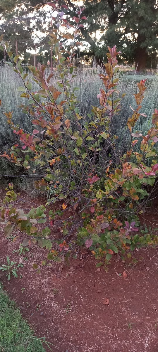 KameelHuise's tweet image. Die Herfs is hier. Die oggende is sommer fris. Die blare begin verkleur. Daar is oral nog kleur in die tuine hier by die Huise Tussen die Spore. 

#autumn #kameelhuisetussenspore #positivevibes #KameelZA #gardening #Noordwes