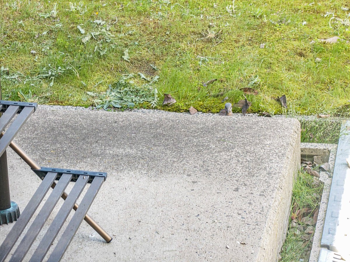 エルライツ tweet media