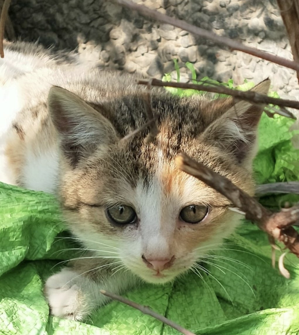 maverick tweet media