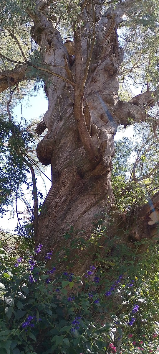 mmcohennn2760's tweet image. Falls into the latter
Categorically speaking of stairs
On the way to the top
Does not really matter
To me
Said the mad hatter
For to be.

42B

A twisted peppermint tree

#naturephtography #poetry #poem #tree