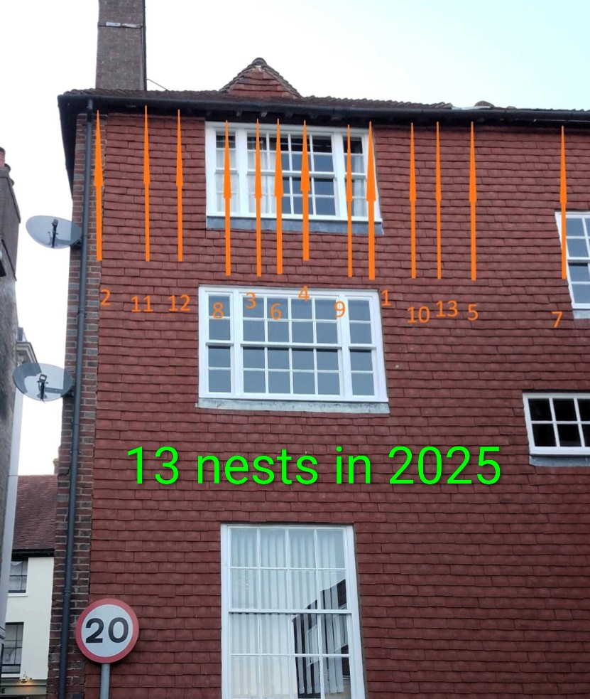 LewesSwifts's tweet photo. Thank you to Mark, for letting us know that last night he saw the first #Swift return under the eaves of his home at the top of St. Swithuns Lane, #Lewes,  just after 8.00 p.m. This is the colony that had an amazing 13 nests last year! https://t.co/F7oUFt0Lqh