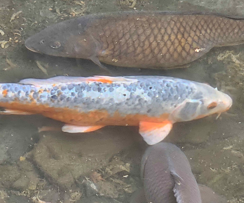 Josuiji Shinri🏹HOLOSTARS-EN tweet media