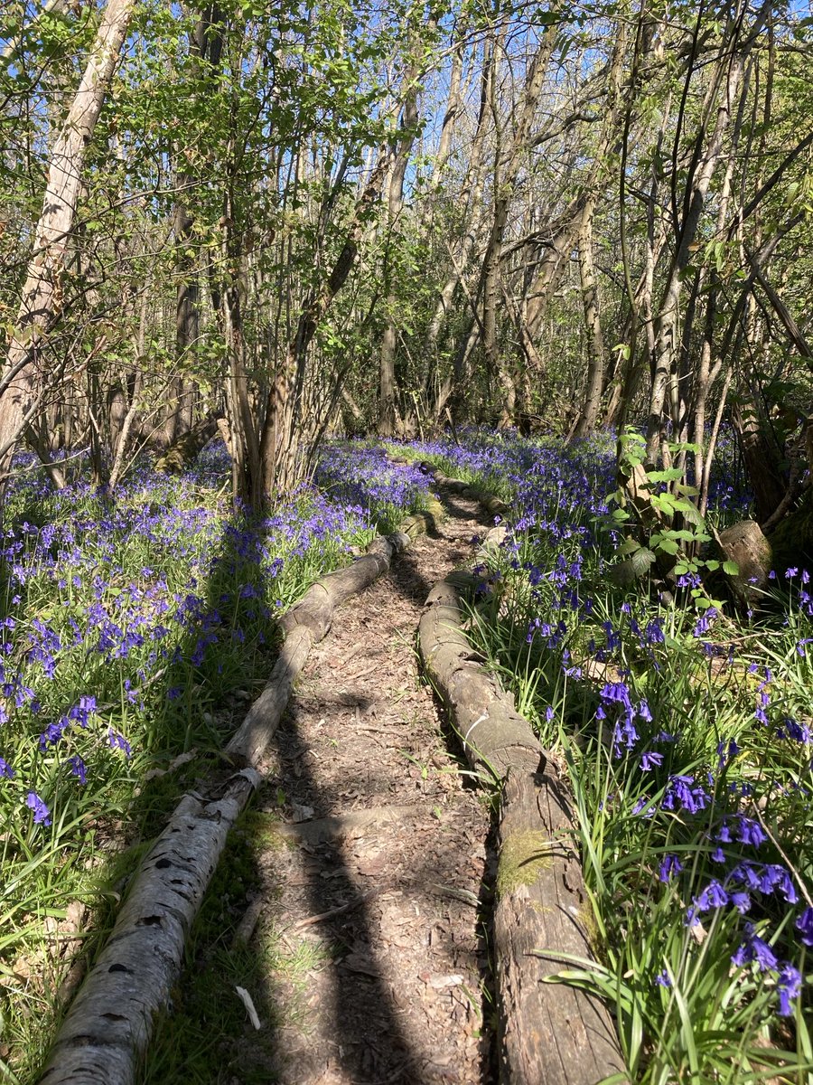 TheKentAcorn's tweet photo. Good Morning from the Kingdom of Kent 🙂🌳 https://t.co/qY0ZX1MdqD
