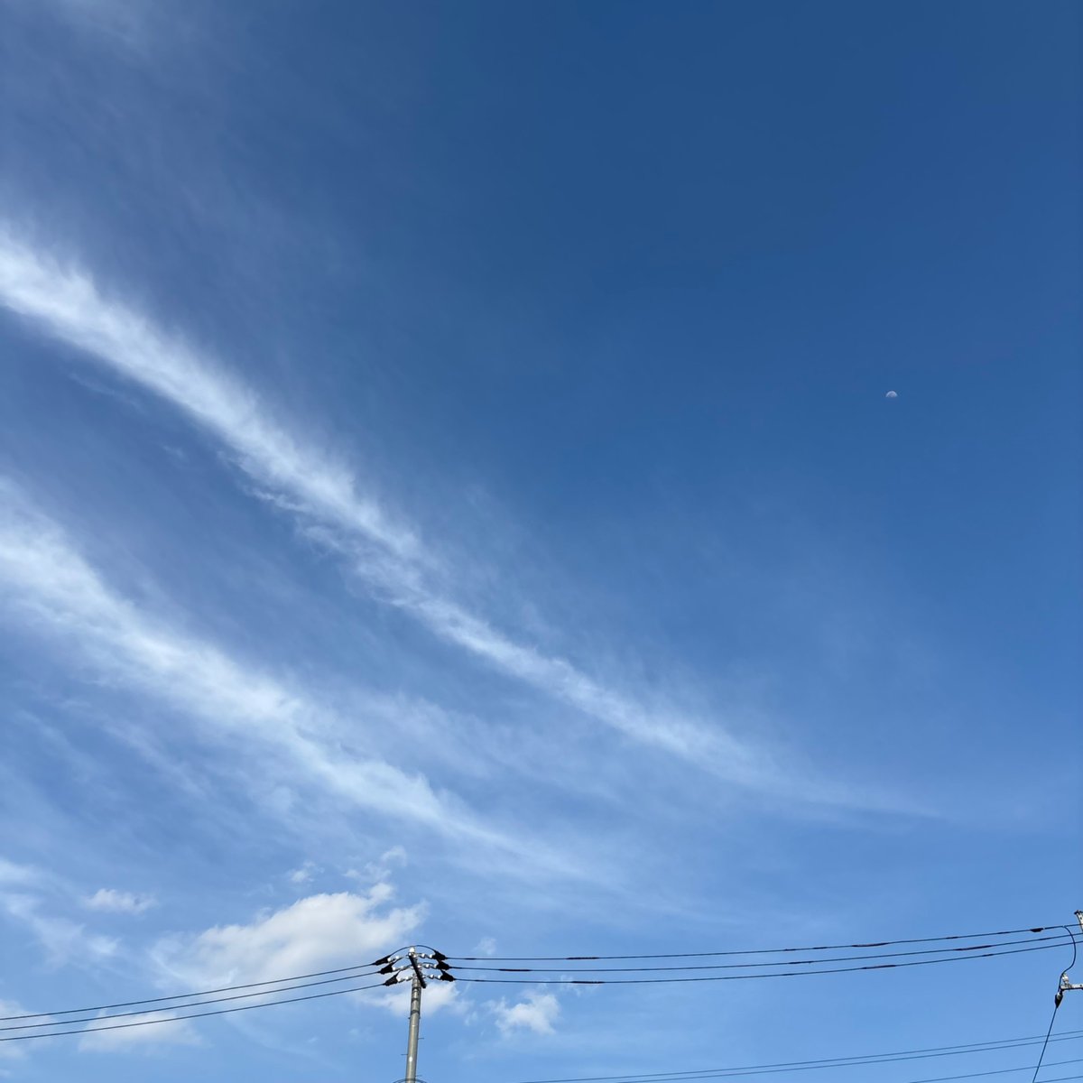 ねこたぬき。 tweet media