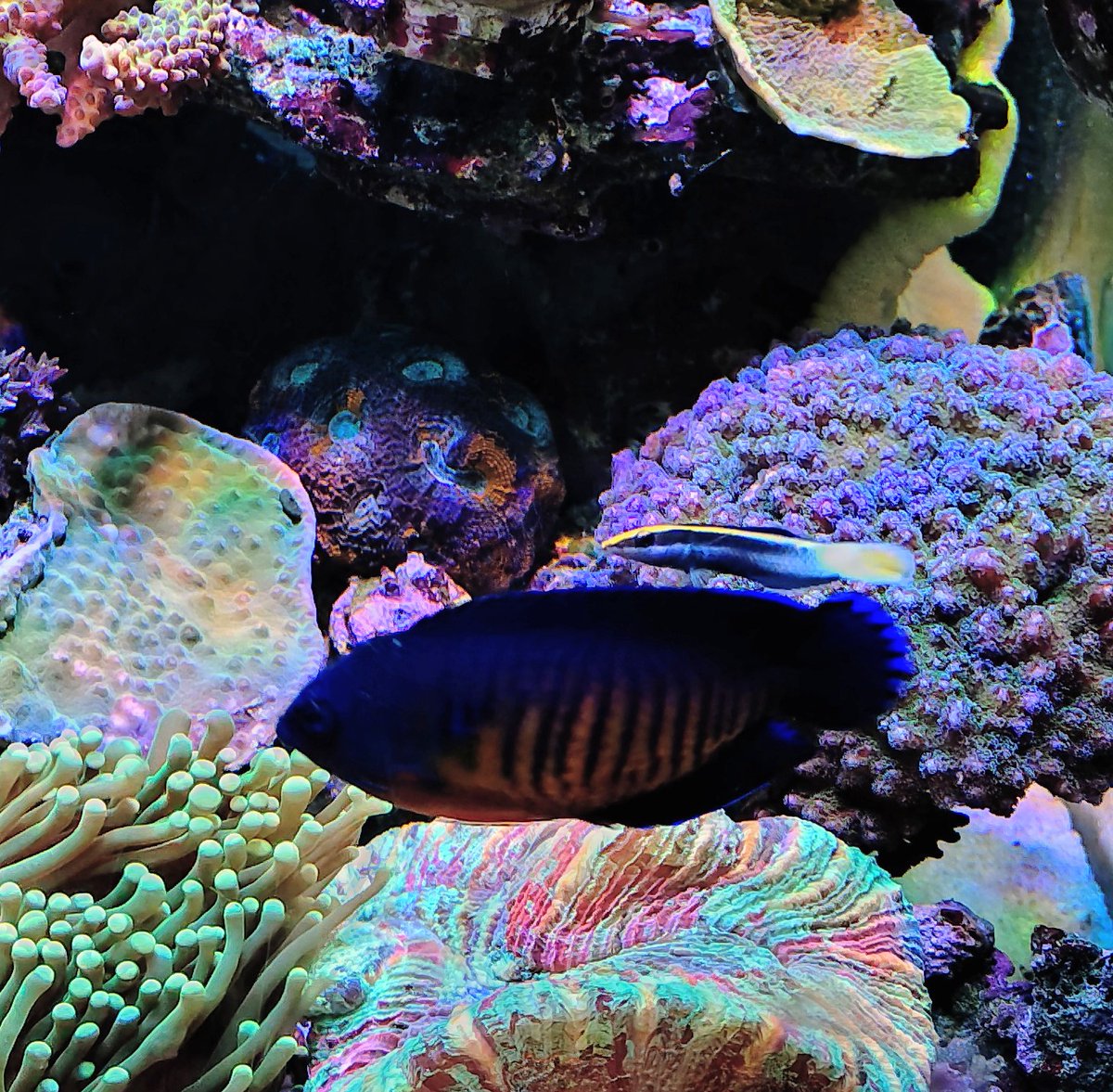 ソメワケちゃん✨️

なんて可愛いんだ♡

<a href="/REEF_TRIGGER/">REEF-TRIGGER</a> 様

ありがとうございました🙇